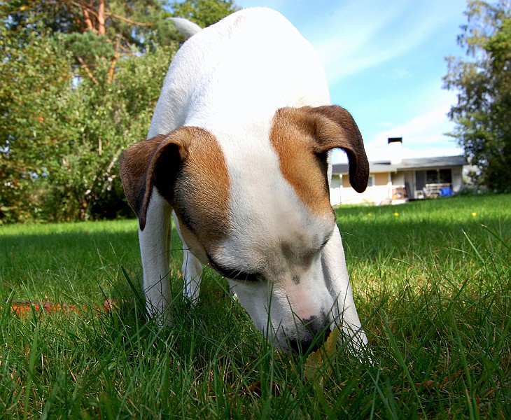 Sniffing2.jpg