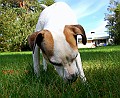 Sniffing2