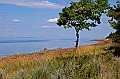 Tree0229